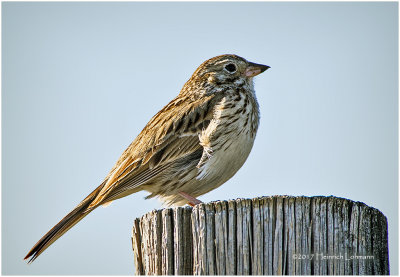 K410831-Vesper Sparrow.jpg