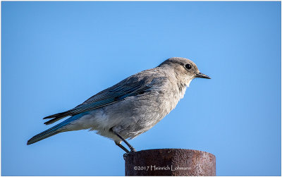 K410846-Mountain Bluebird-female.jpg