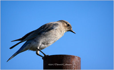 K410850-Mountain Bluebird-female.jpg