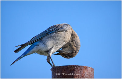 K410851-Mountain Bluebird-female.jpg