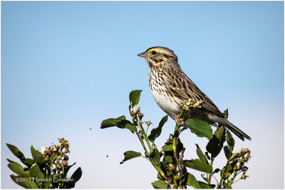 K410887-Savannah Sparrow.jpg