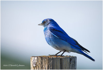 K410896-Mountain Bluebird-male.jpg