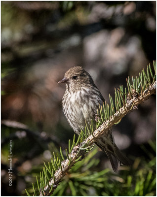 K411058-Pine Siskin.jpg