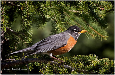 K411079-American Robin.jpg