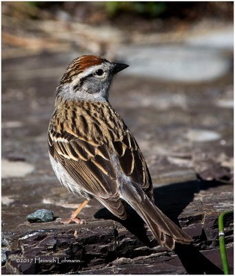 K411128-Chipping Sparrow.jpg