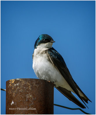 K411147-Tree Swallow.jpg