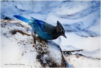 K411689-Stellers jay.jpg