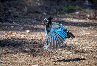 K411694-Stellers Jay.jpg