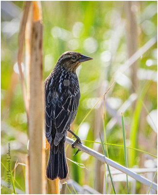K411776-Red-winged Blackbird-female.jpg