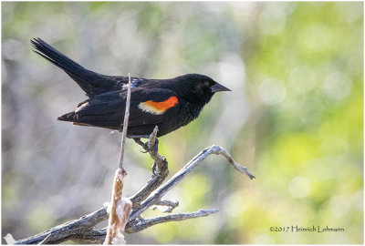 K411783-Red-winged Blackbird.jpg