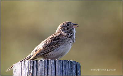 K411795-Bairds Sparrow.jpg