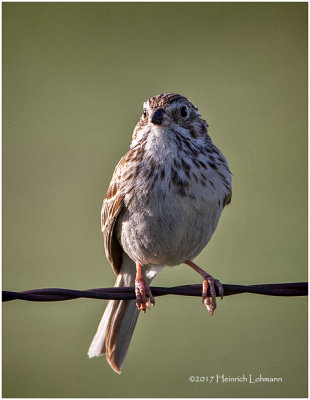 K411835-Savannah Sparrow.jpg