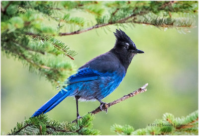 K411918-Stellers Jay.jpg