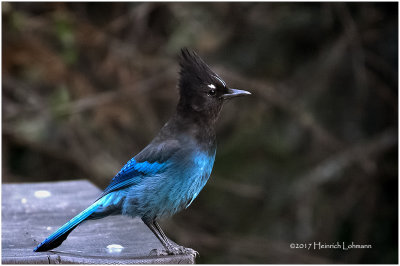 K411923-Stellers Jay.jpg