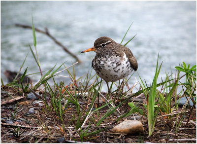 K412019-Spotted Sandpiper.jpg