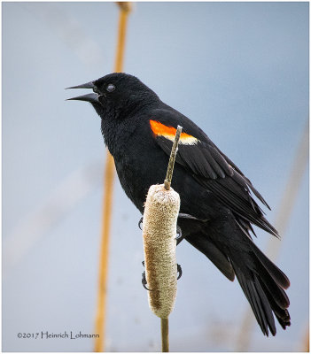 K412039-Red-winged Blackbird-male.jpg