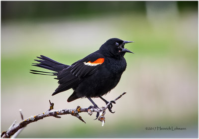 K412054-Red-winged Blackbird-male.jpg