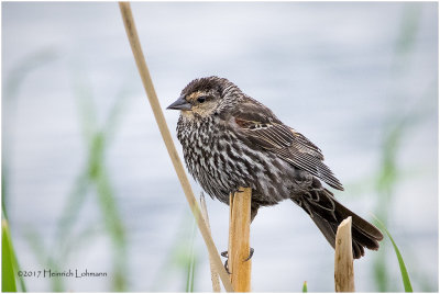 K412072-Red-winged Blackbird-female.jpg