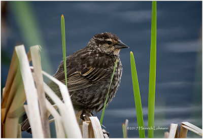 K412090-Red-winged Blackbird-female.jpg