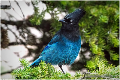 K412161-Stellers Jay.jpg