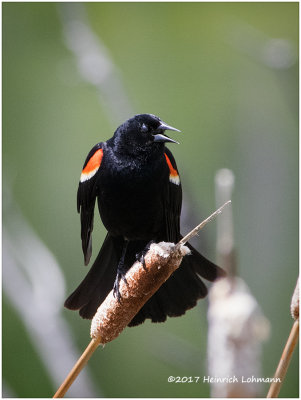 K413026-Red-winged Blackbird-male.jpg