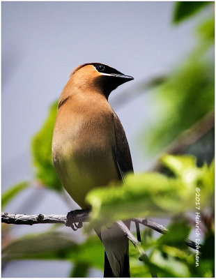 K413051-Cedar Waxwing.jpg