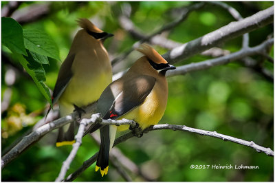 K413057-Cedar Waxwing.jpg