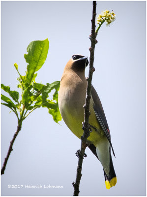 K413077-Cedar Waxwing.jpg