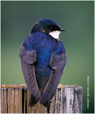 K413093-Tree Swallow.jpg