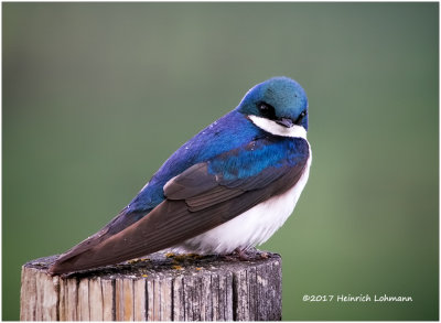 K413096-Tree Swallow.jpg