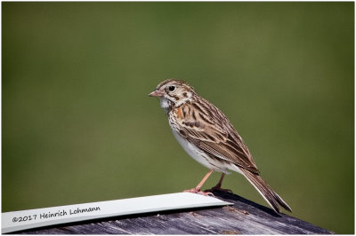 K413130-Bairds Sparrow.jpg