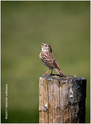 K413132-Savannah Sparrow.jpg
