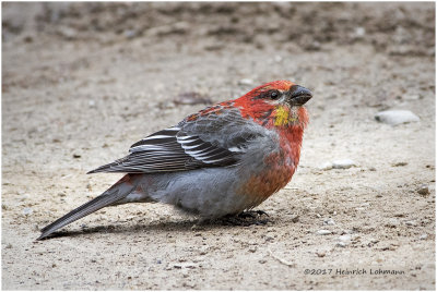K413309-Pine Grosbeak-male.jpg