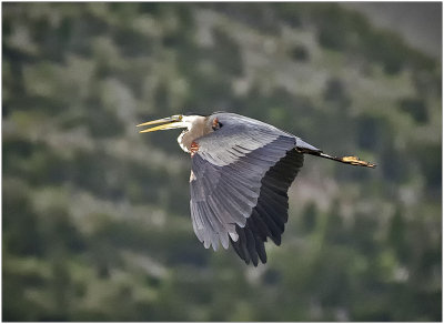 K413525-Great Blue Heron.jpg