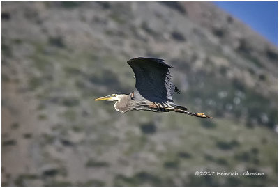 K413520-Great Blue Heron.jpg