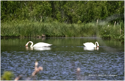 K413695-Trumpeter Swans.jpg