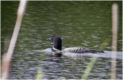 K413777-Common Loon.jpg