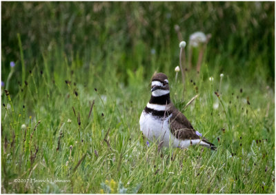 K413934-Kildeer.jpg