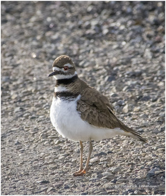 K414031-Kildeer.jpg