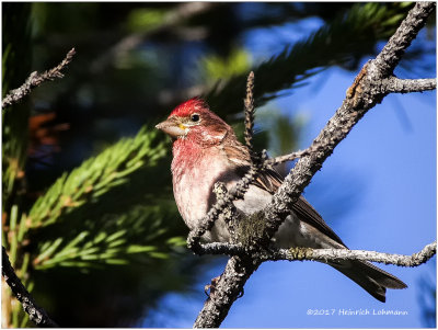 K414093-Cassin's Finch-male.jpg