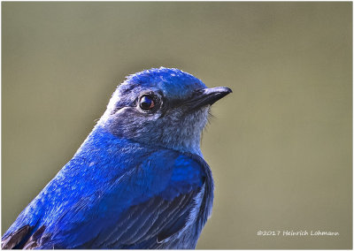 K414180-Mountain Bluebird-male.jpg