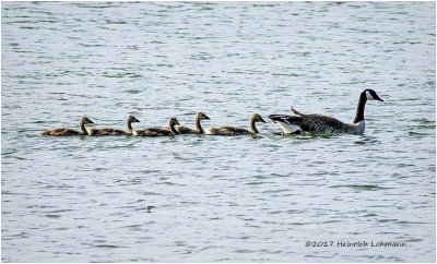 K414422-Canada Geese.jpg