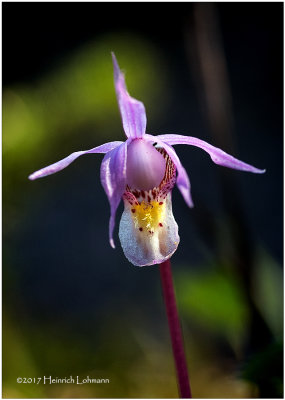 KS23926-Calypso Orchid.jpg