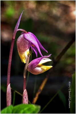 KS23962-Calypso Orchid.jpg