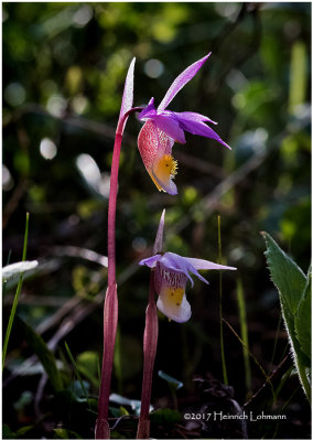 KS24010-Calypso Orchid.jpg