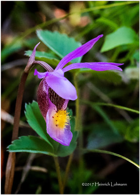 KS24022-Calypso Orchid.jpg