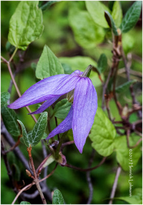 KS24145-Blue Clematis.jpg