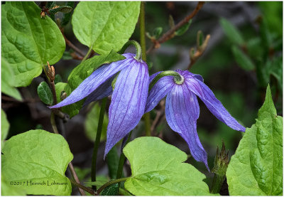 KS24159-Blue Clematis.jpg