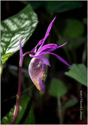 KS24206-Calypso Orchid.jpg