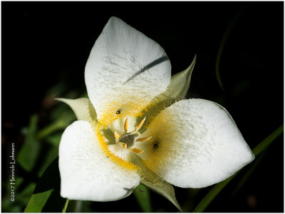 KS24253-Three-Spot Mariposa Lily.jpg